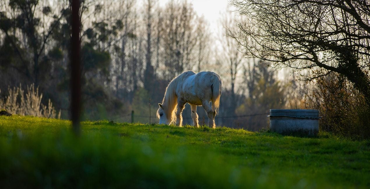 Screen Language Presets for Luminar | Marketplace(47)