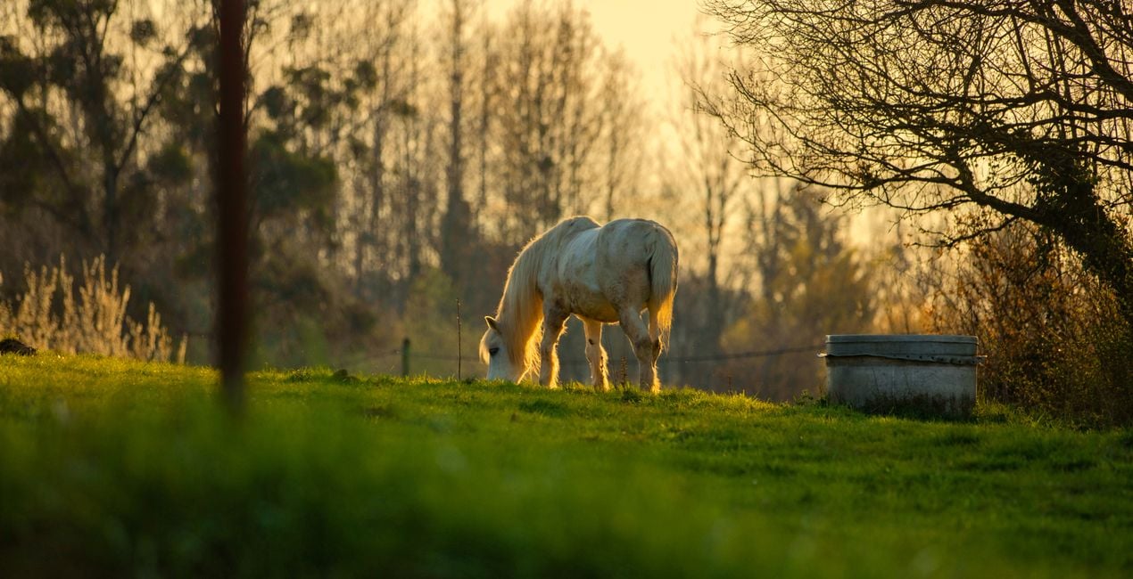 Screen Language Presets for Luminar | Marketplace(48)