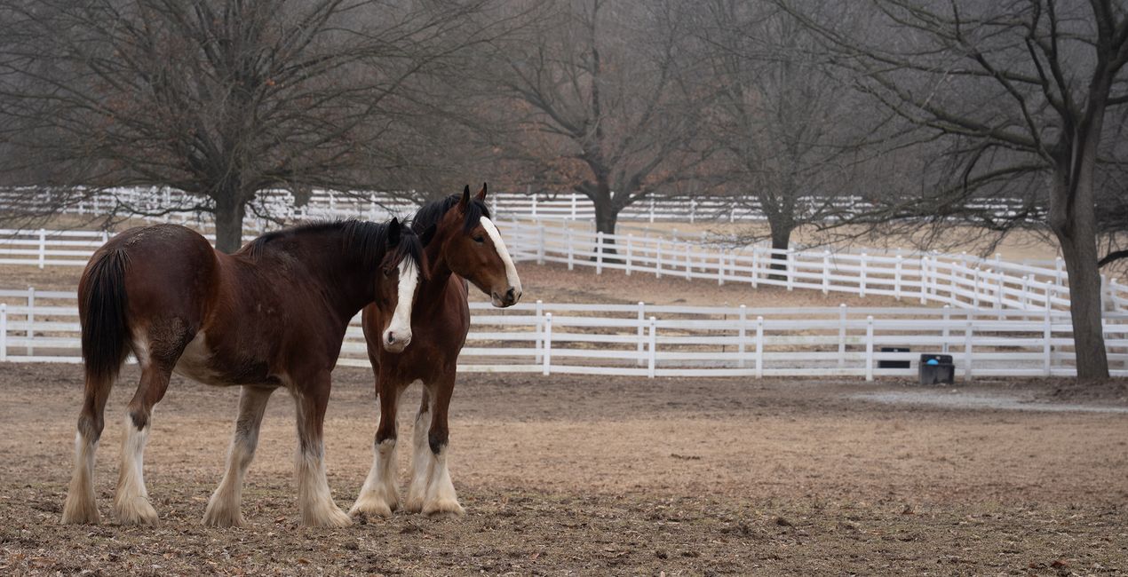 Blurred Horizons Backgrounds for Luminar | Marketplace(49)