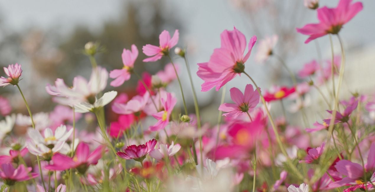 Sunlit Meadow Presets for Luminar | Marketplace(48)