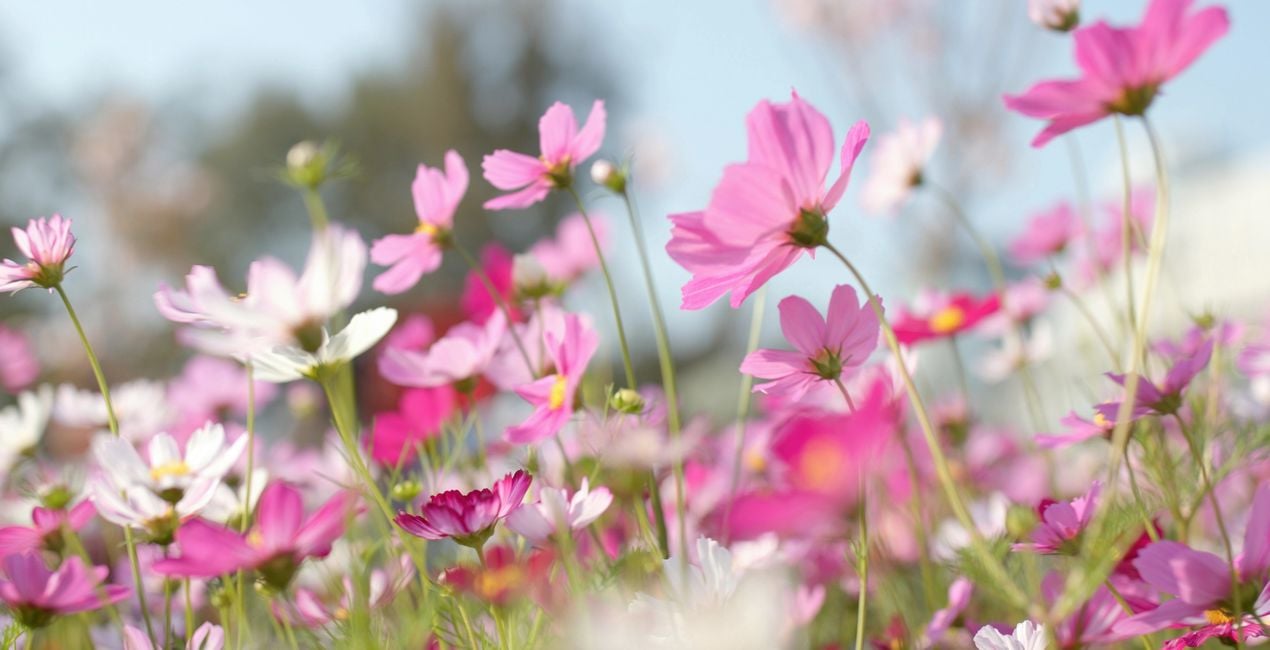 Sunlit Meadow Presets for Luminar | Marketplace(47)