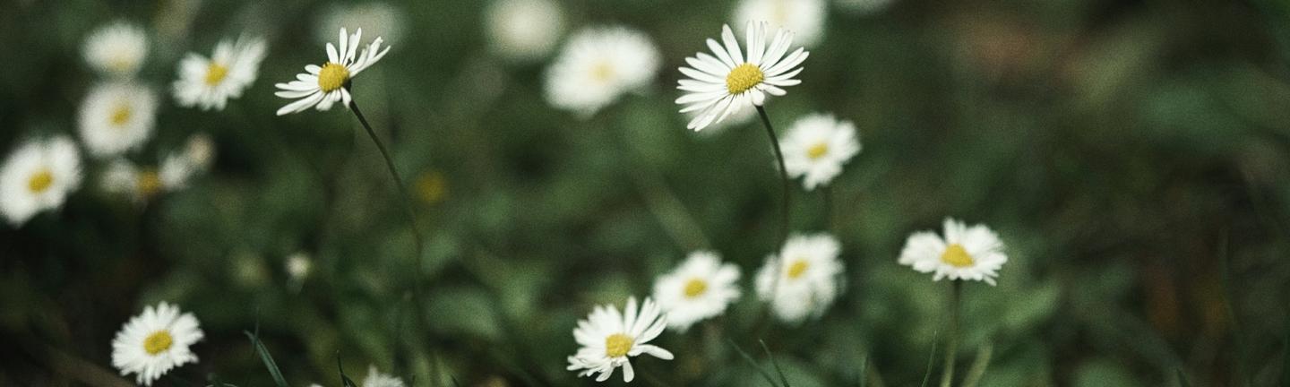 Sunlit Meadow — slide 1
