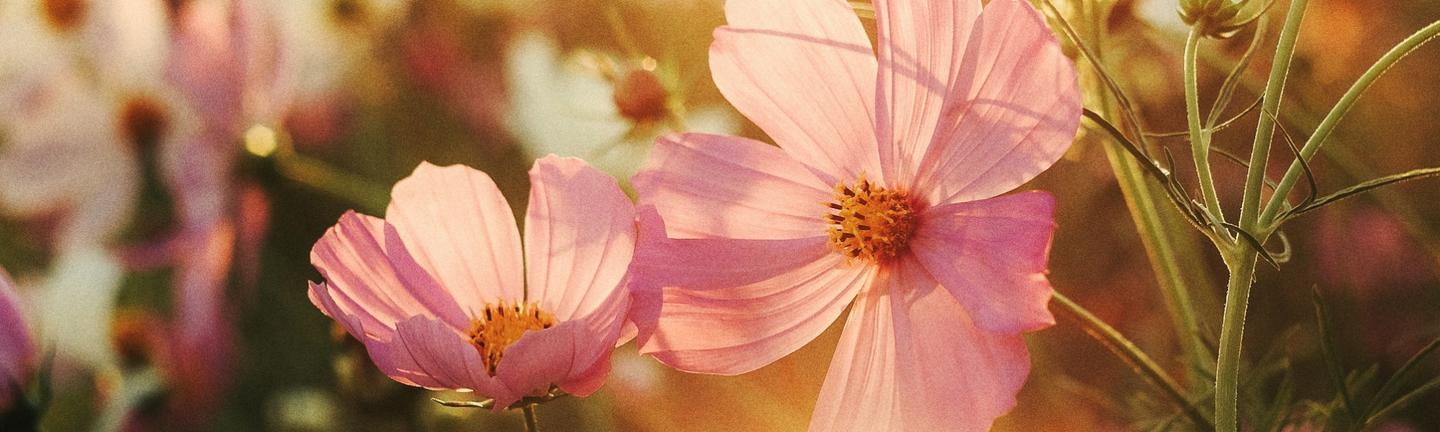 Sunlit Meadow — slide 3