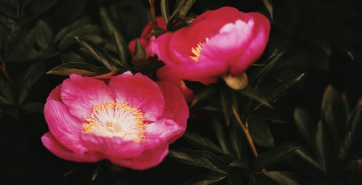 Botanic Garden Presets for Luminar | Marketplace(44)
