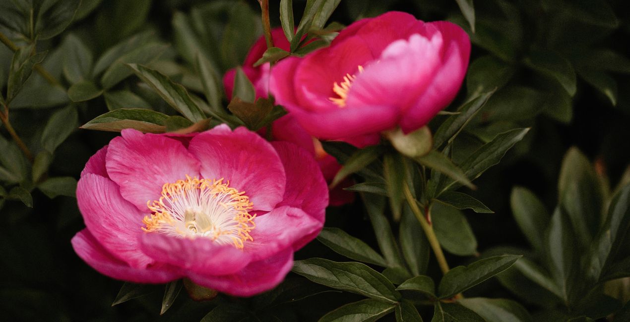 Botanic Garden Presets for Luminar | Marketplace(43)