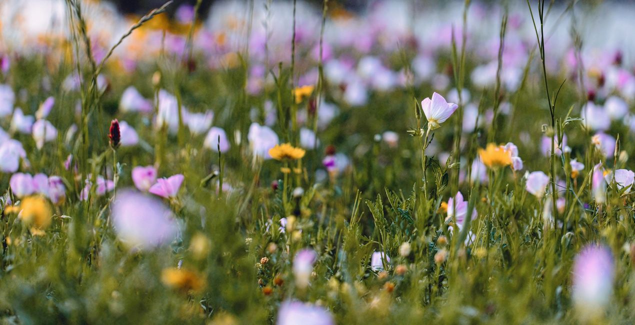 Botanic Garden Presets for Luminar | Marketplace(40)