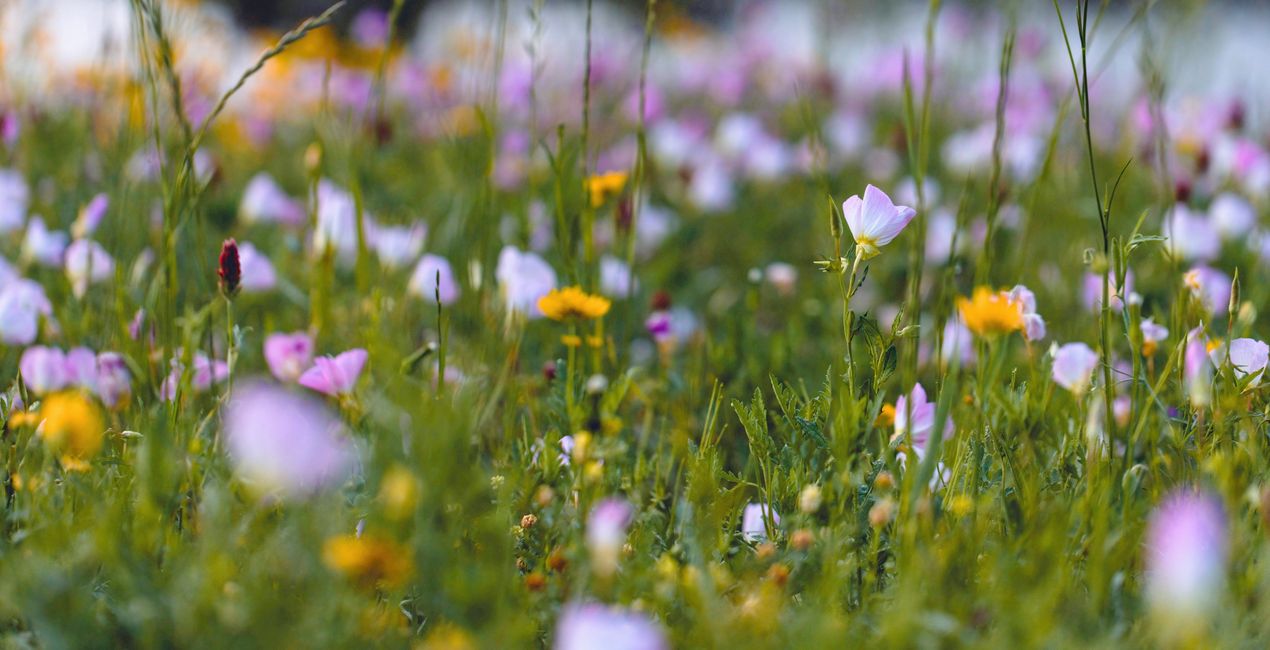 Botanic Garden Presets for Luminar | Marketplace(39)