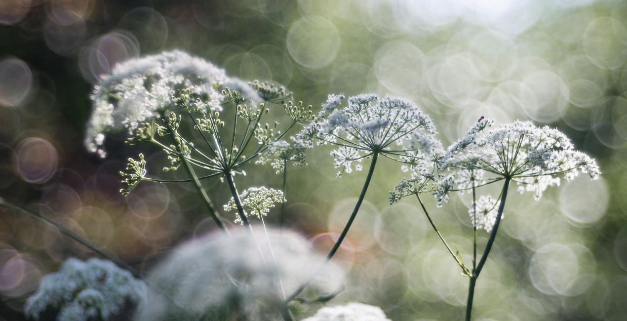 Botanic Garden Presets for Luminar | Marketplace(42)