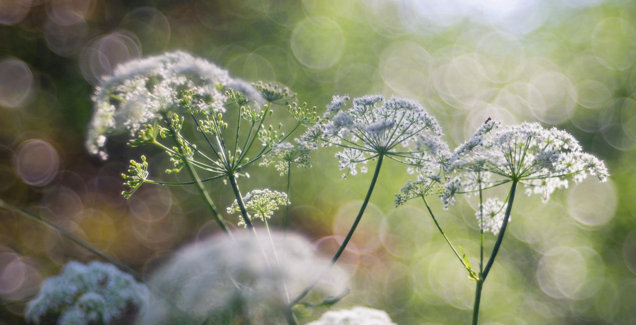 Botanic Garden Presets for Luminar | Marketplace(41)