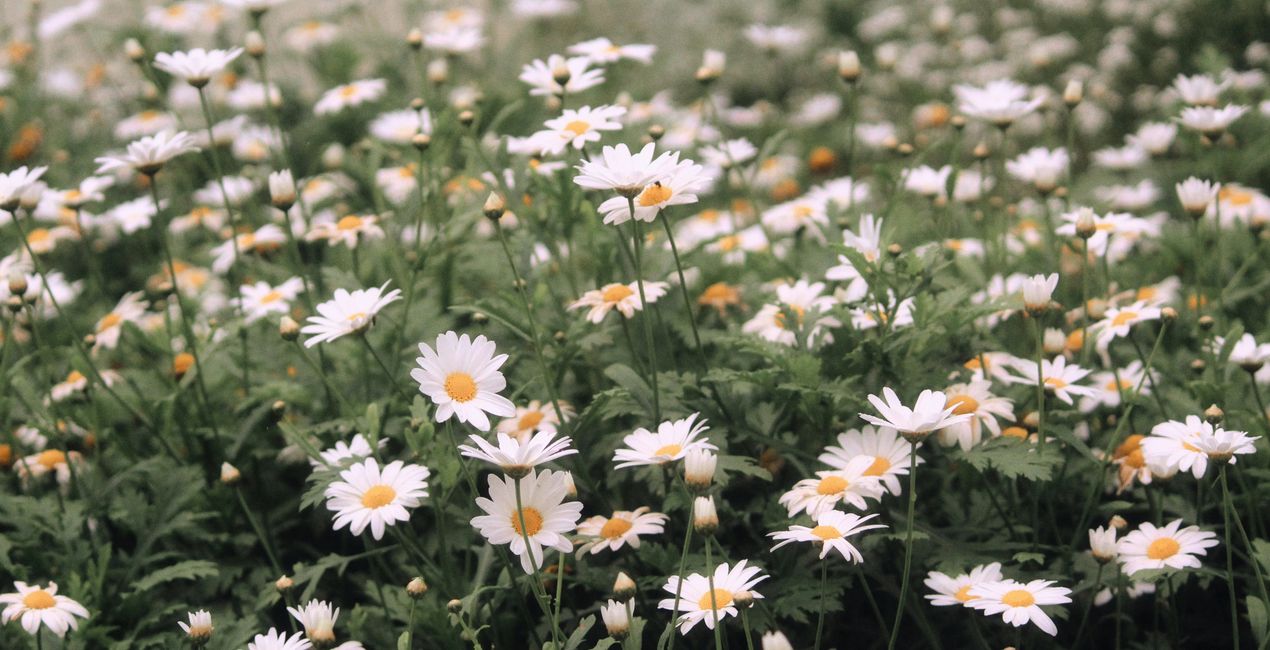Botanic Garden Presets for Luminar | Marketplace(46)