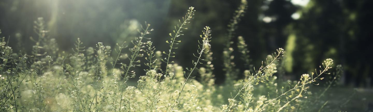 Botanic Garden — slide 1