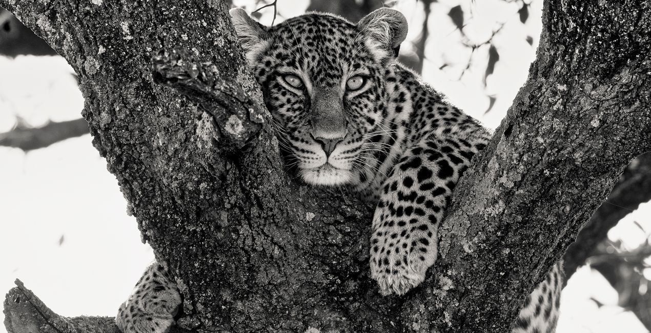 Timeless Safari Presets for Luminar | Marketplace(46)