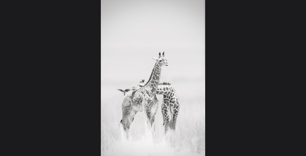 Timeless Safari Presets for Luminar | Marketplace(43)