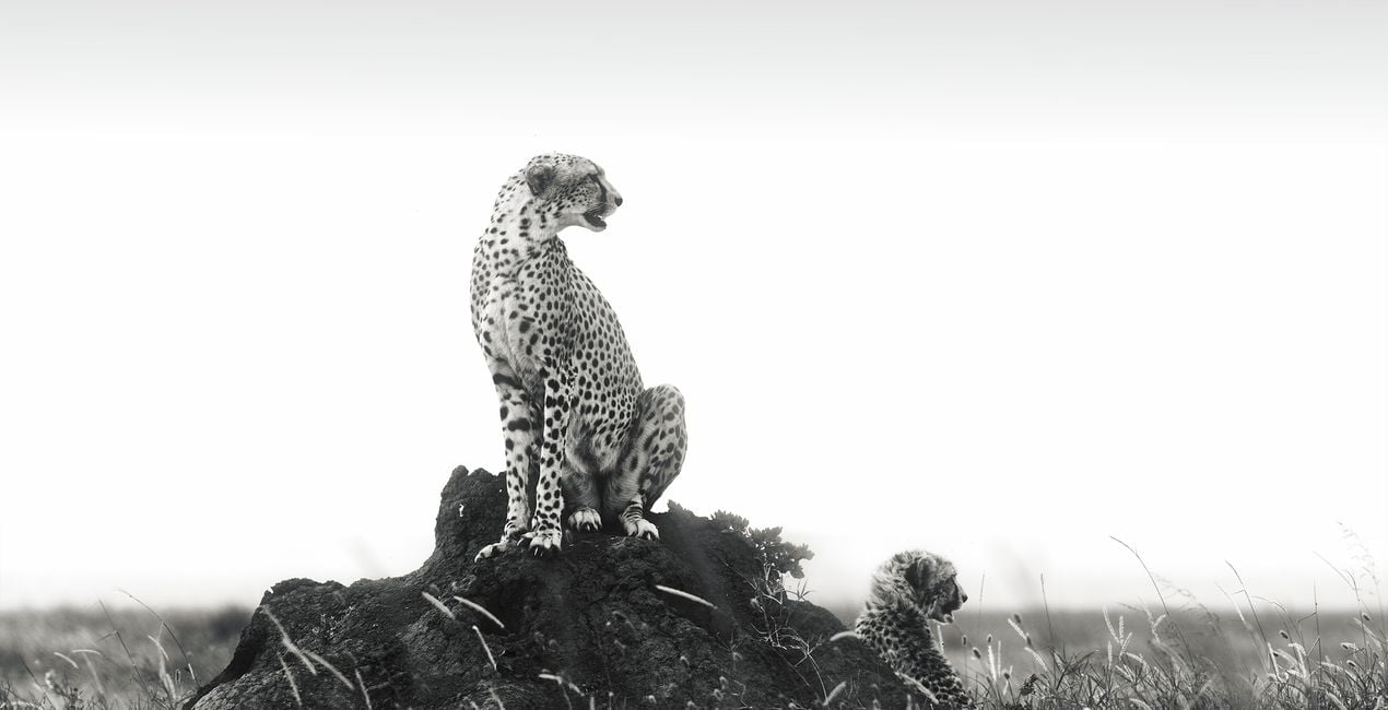 Timeless Safari Presets for Luminar | Marketplace(41)