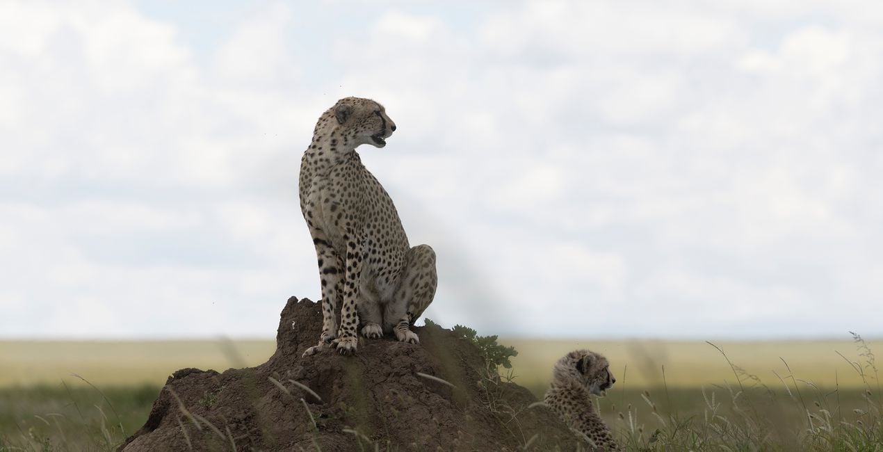 Timeless Safari Presets for Luminar | Marketplace(40)
