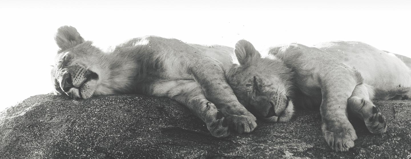 Timeless Safari — slide 1