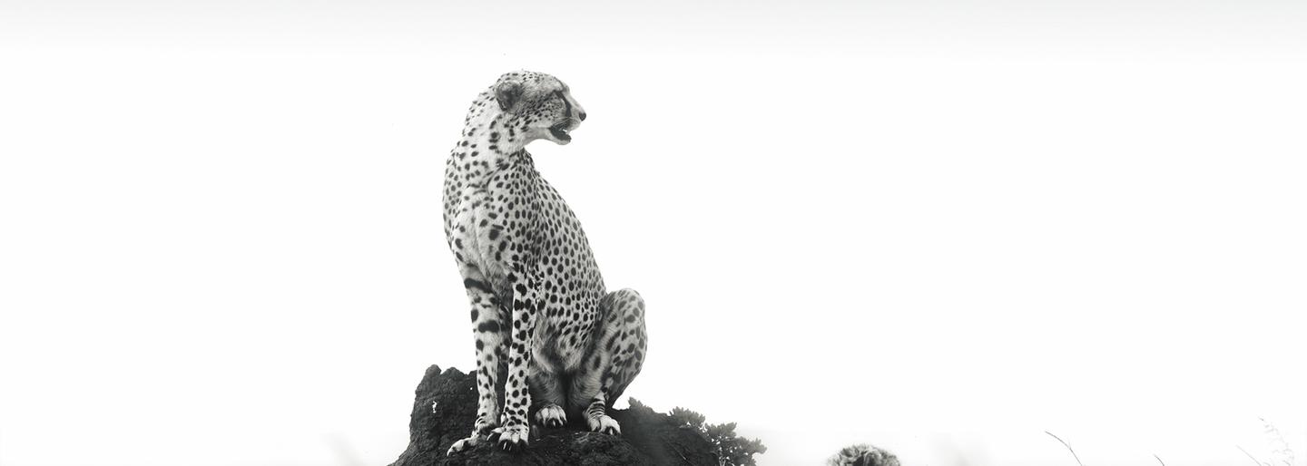 Timeless Safari — slide 3