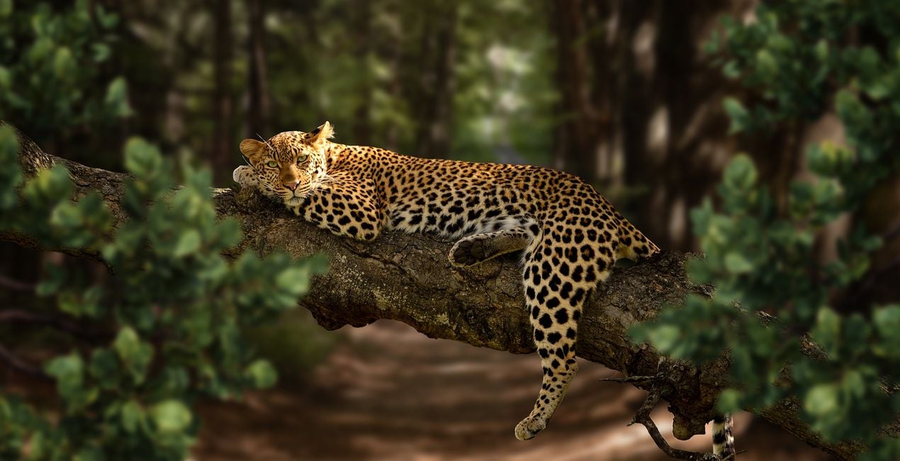 Foreground Greenery Overlays for Luminar | Marketplace(51)