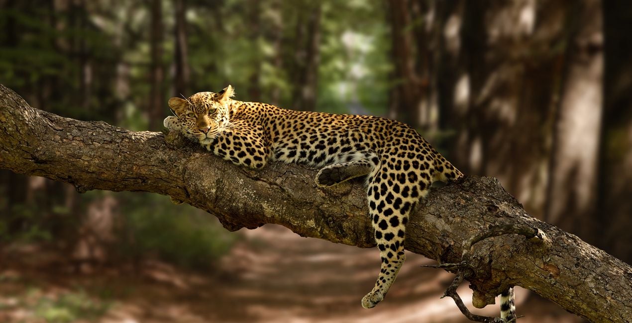 Foreground Greenery Overlays for Luminar | Marketplace(50)