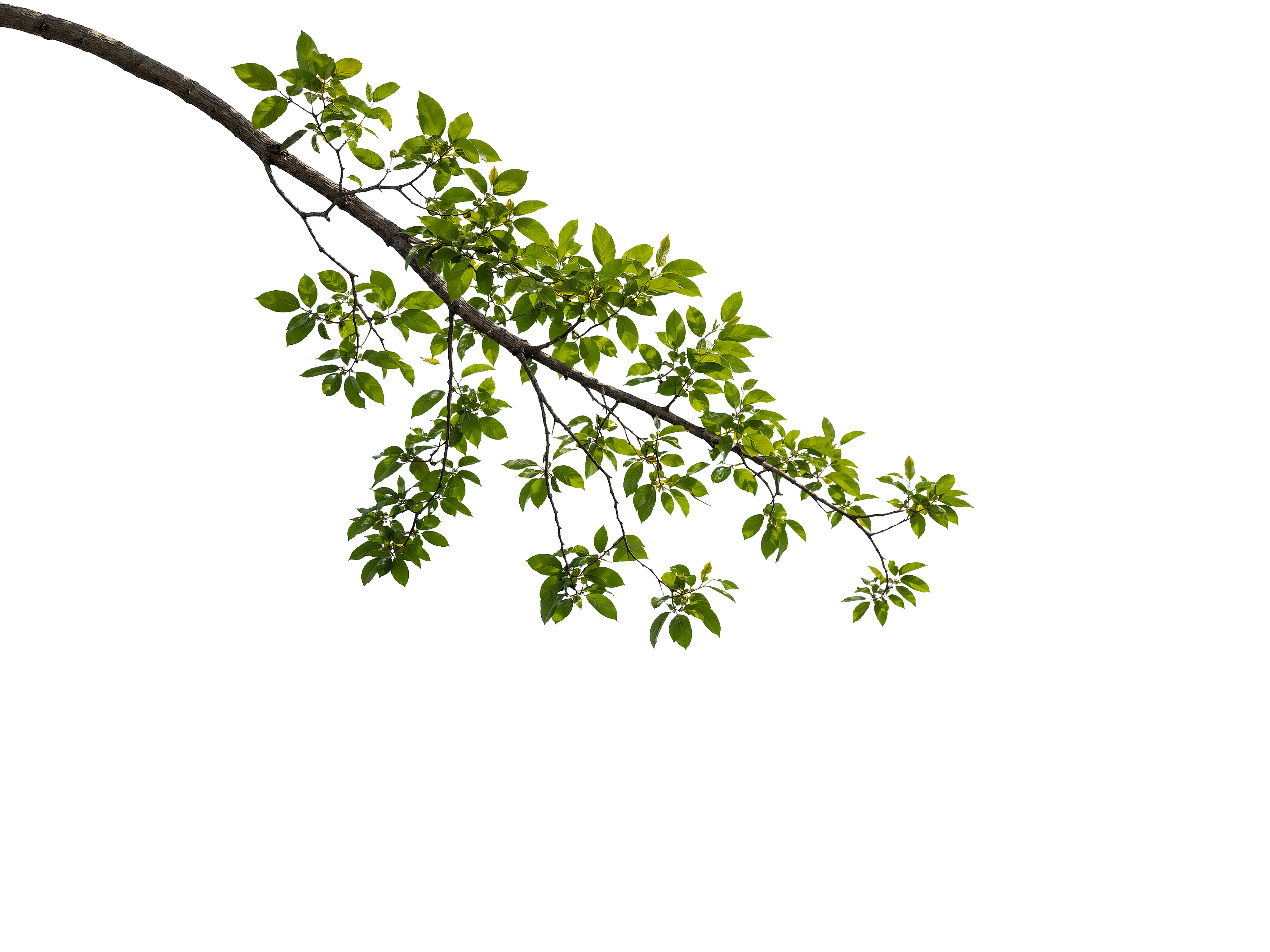 Foreground Greenery Overlays for Luminar | Marketplace(53)