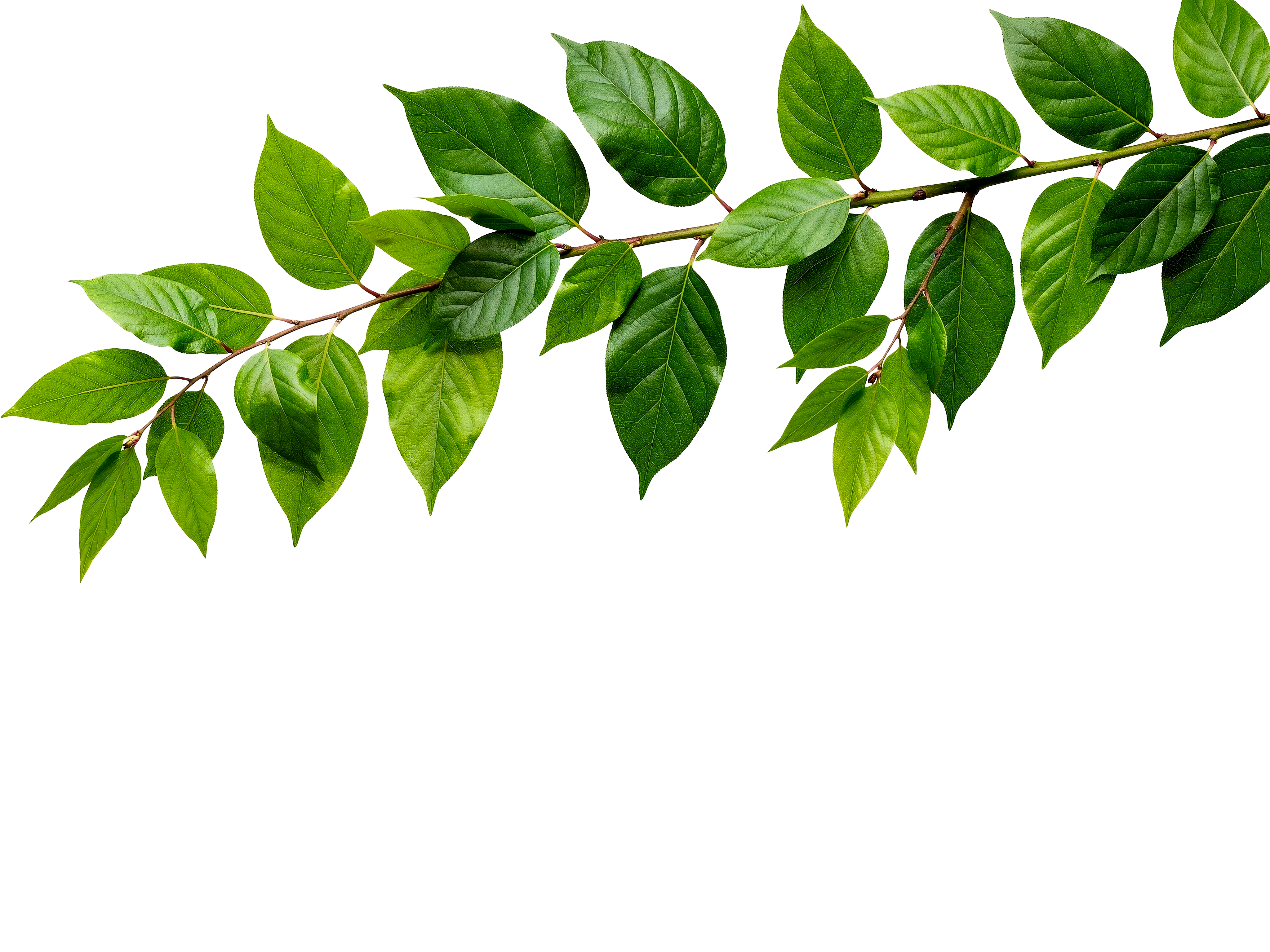 Foreground Greenery Overlays for Luminar | Marketplace(54)