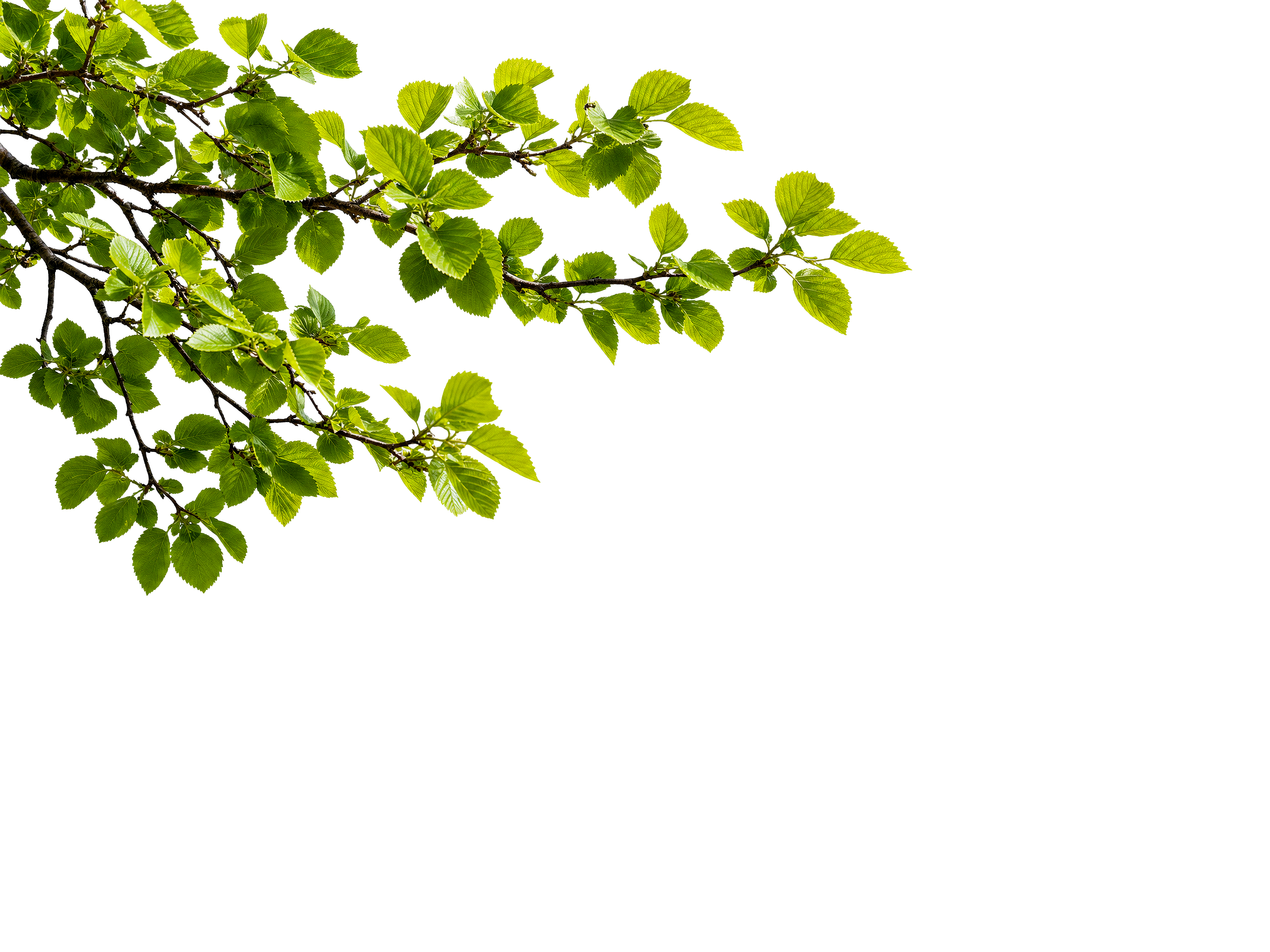 Foreground Greenery Overlays for Luminar | Marketplace(55)