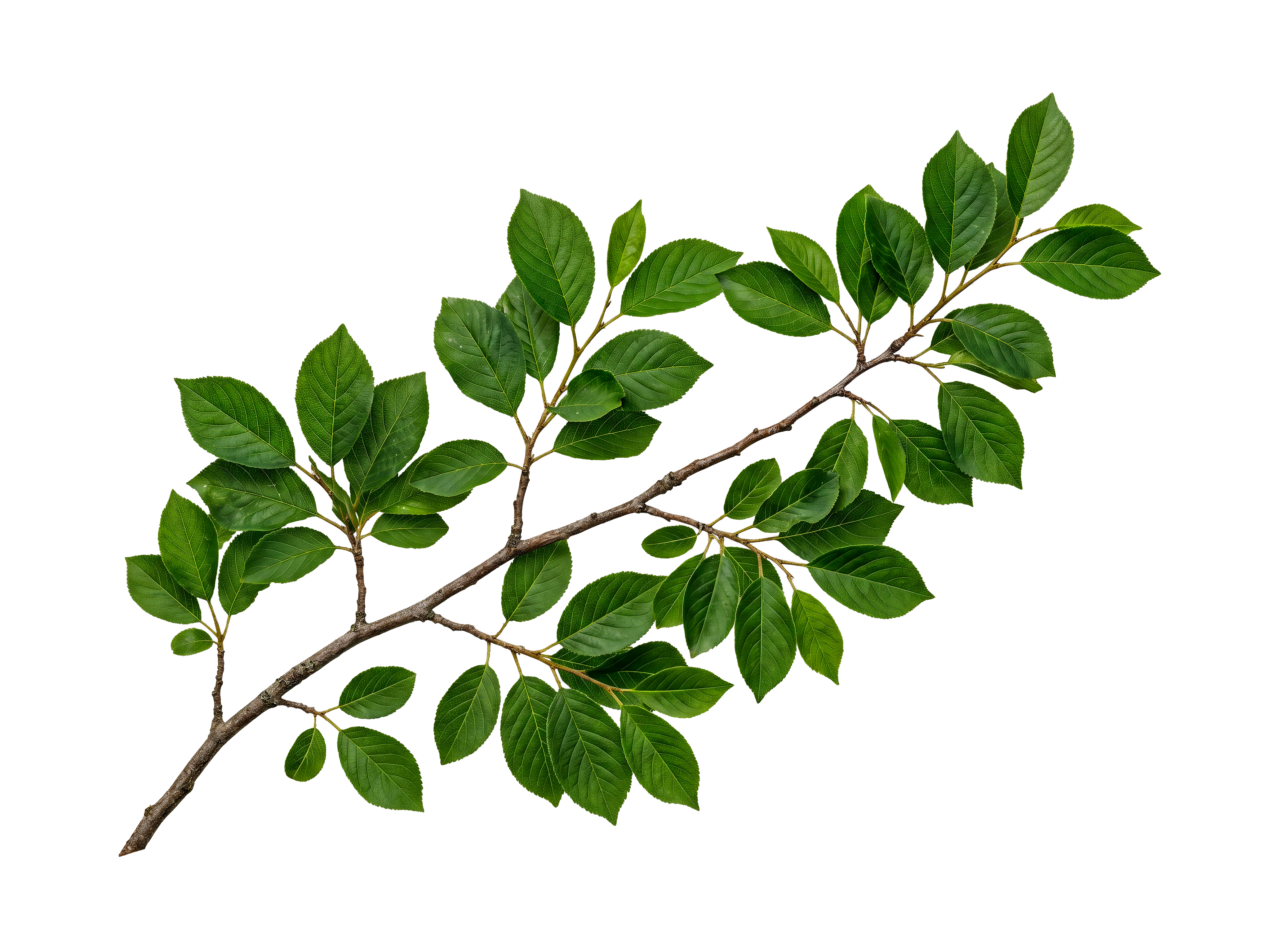 Foreground Greenery Overlays for Luminar | Marketplace(56)
