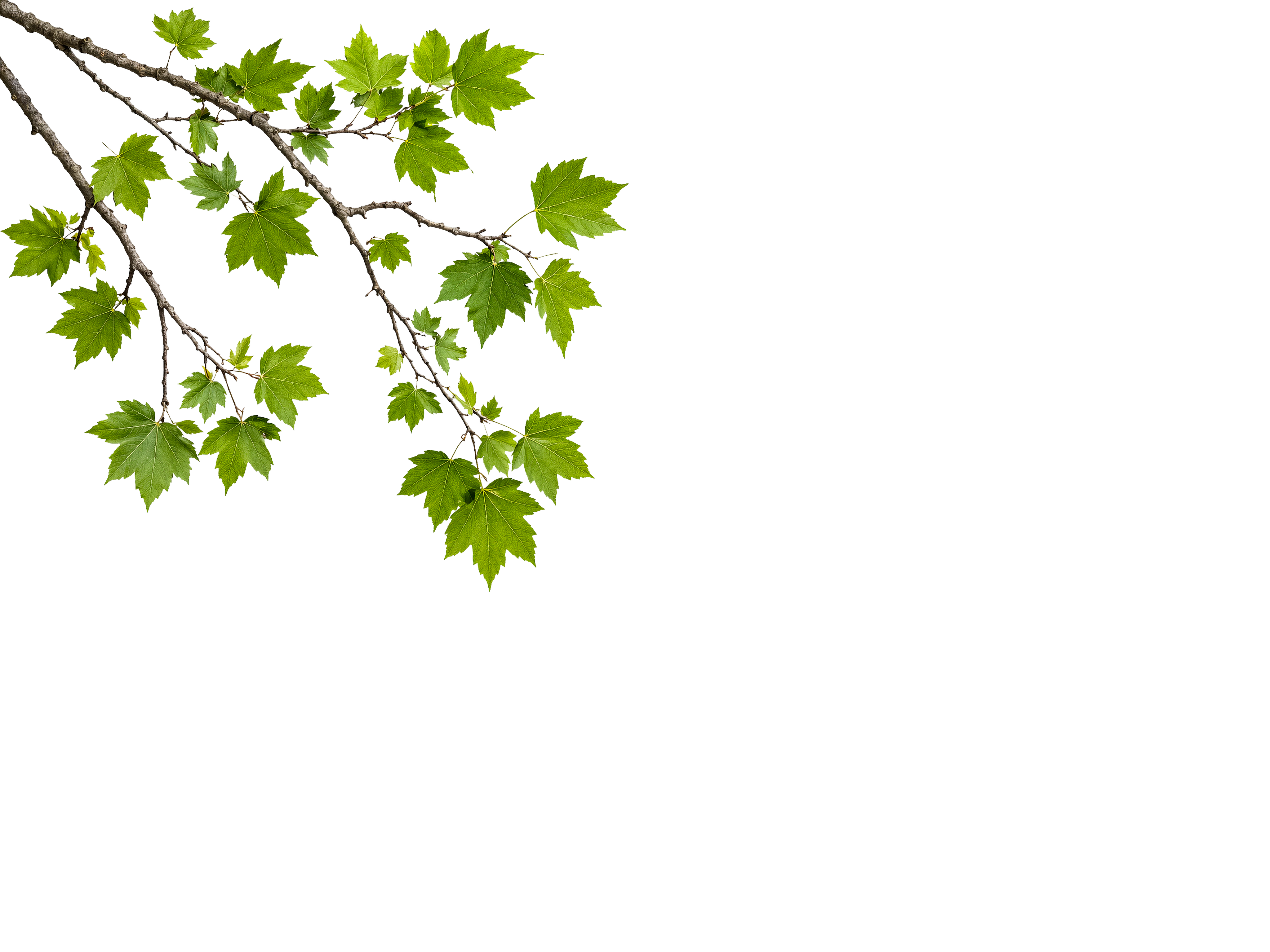 Foreground Greenery Overlays for Luminar | Marketplace(58)