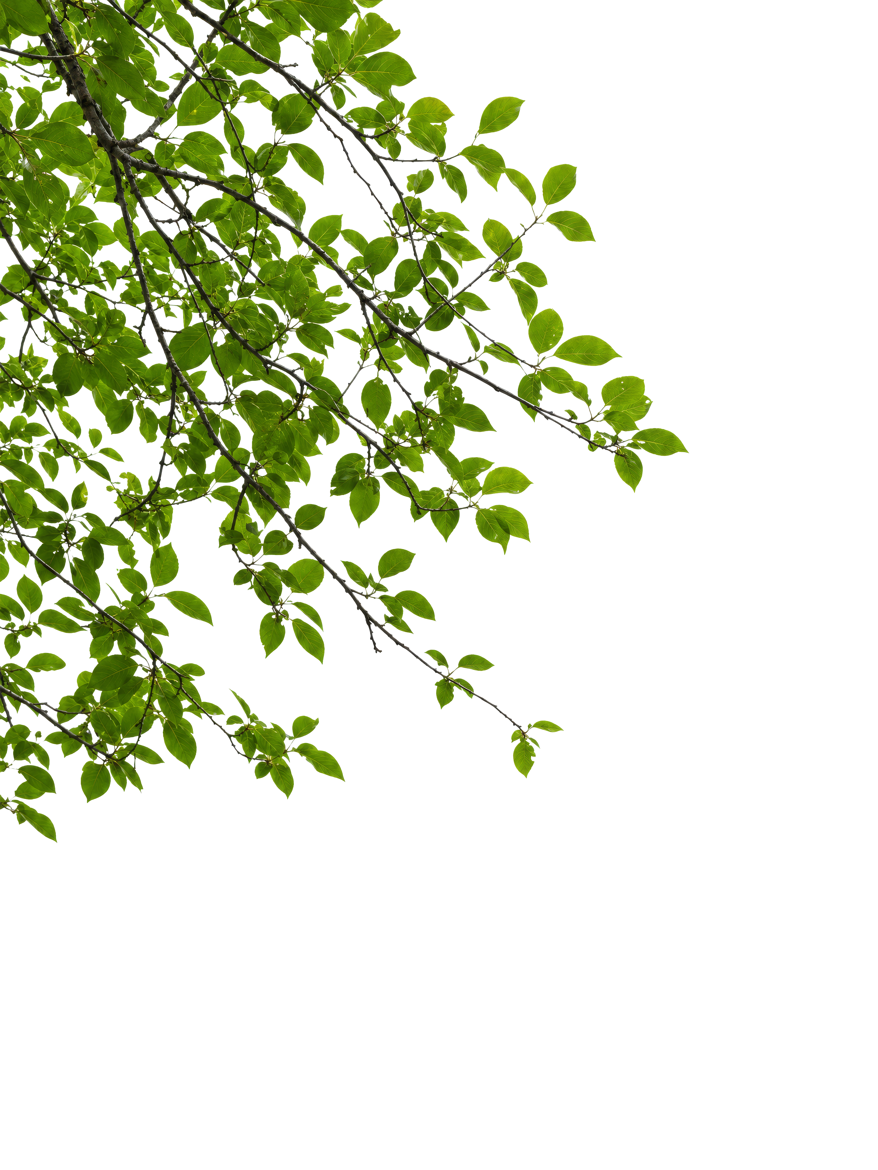Foreground Greenery Overlays for Luminar | Marketplace(60)