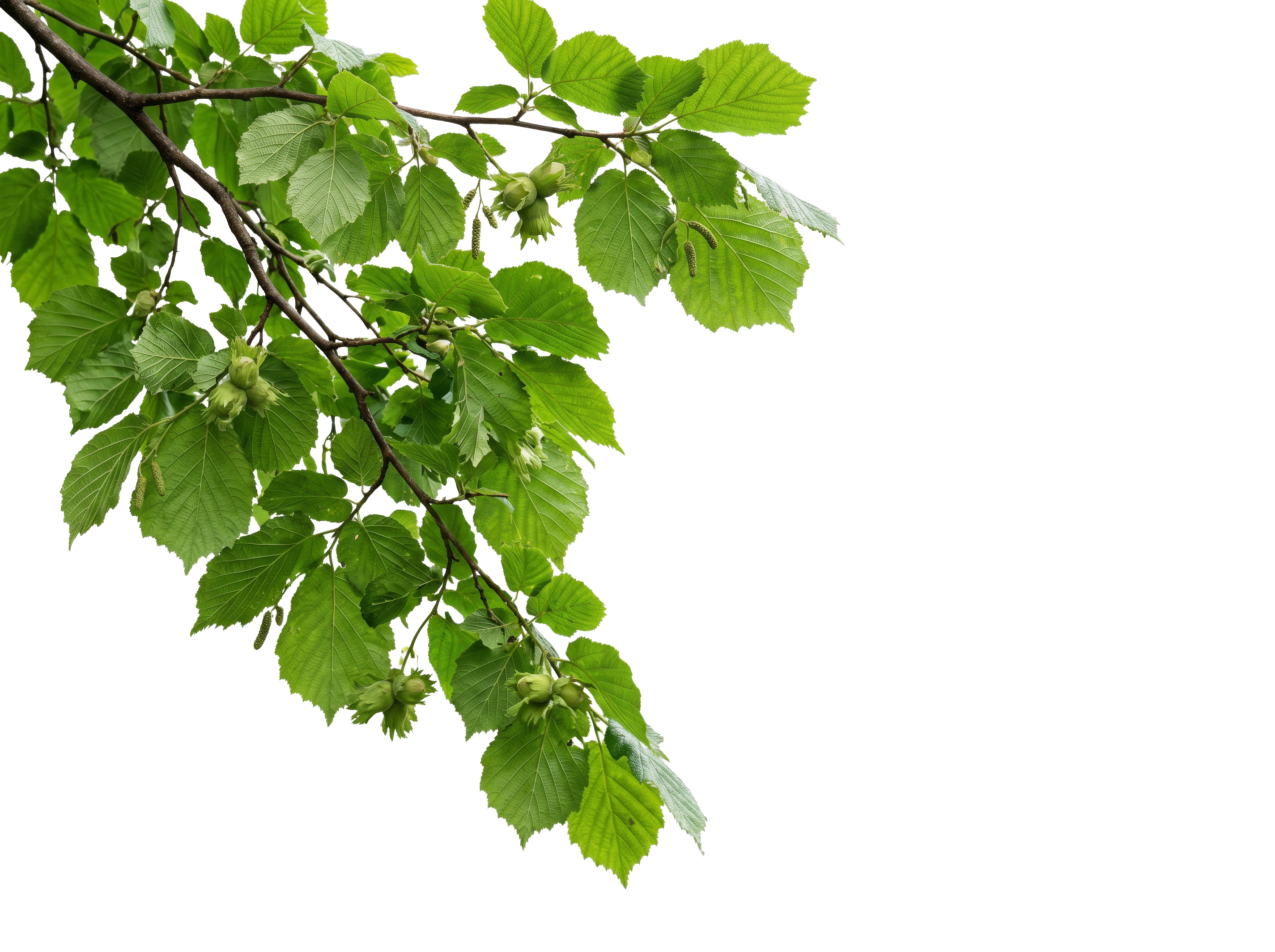 Foreground Greenery Overlays for Luminar | Marketplace(61)