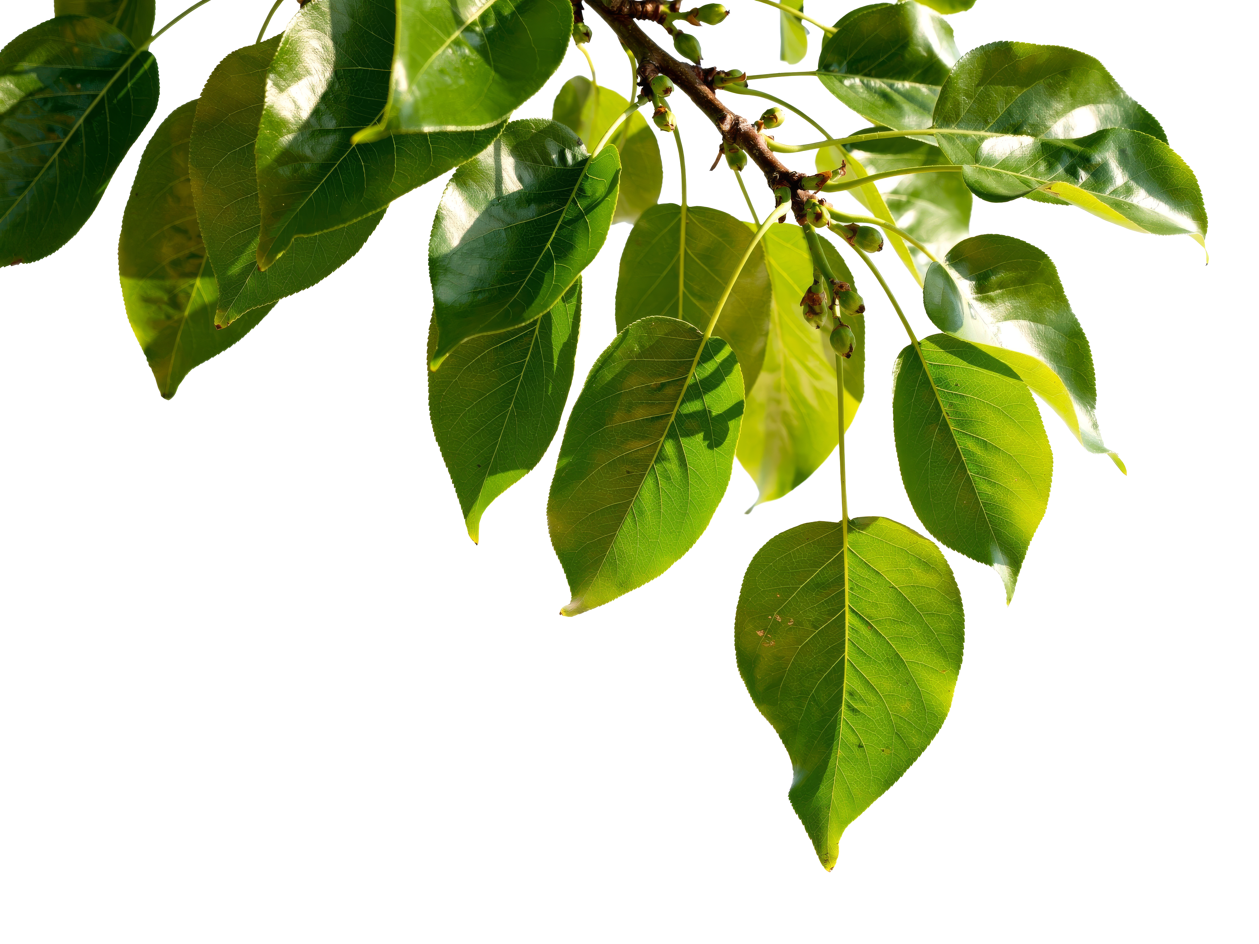Foreground Greenery Overlays for Luminar | Marketplace(62)