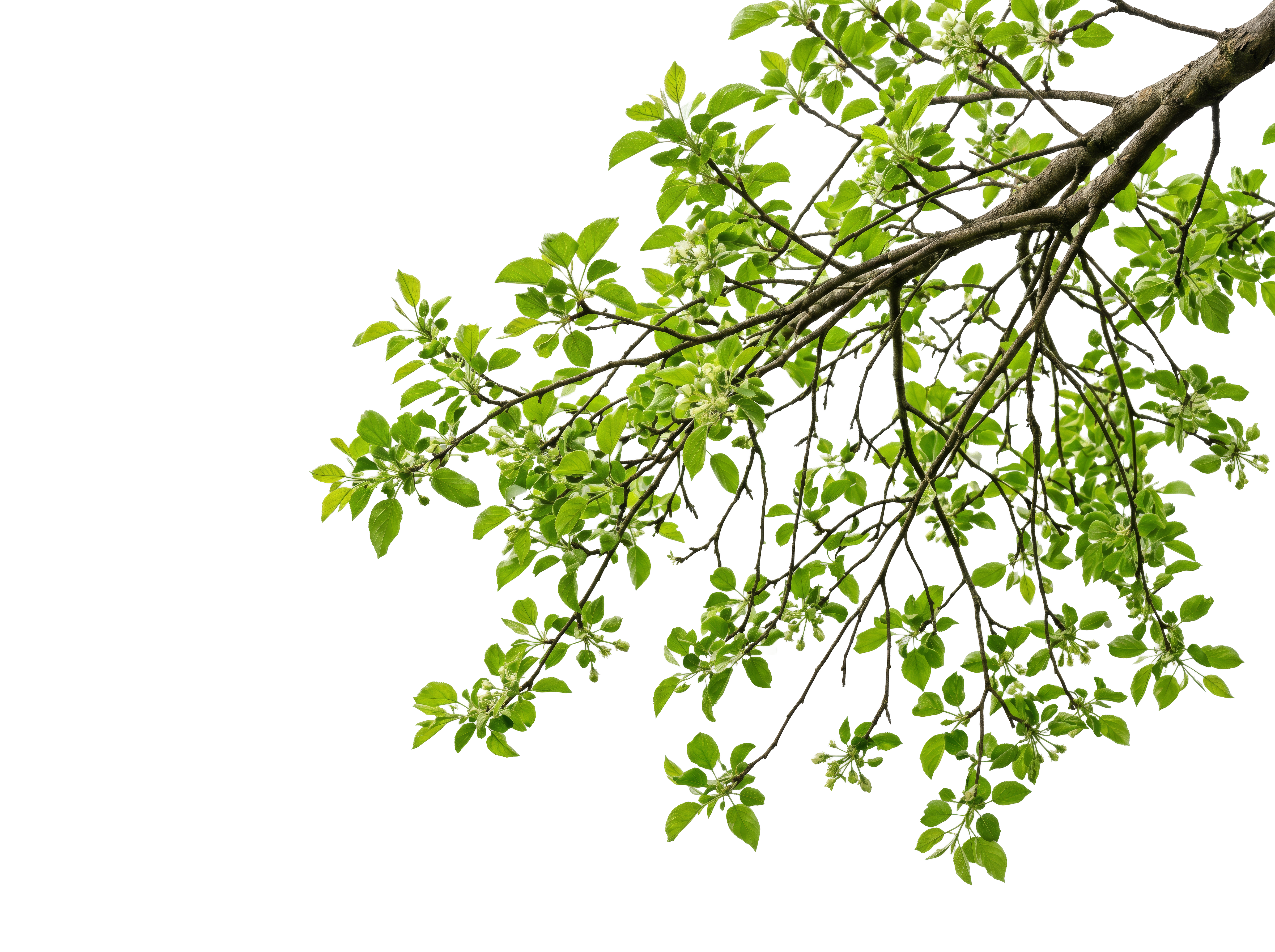 Foreground Greenery Overlays for Luminar | Marketplace(63)