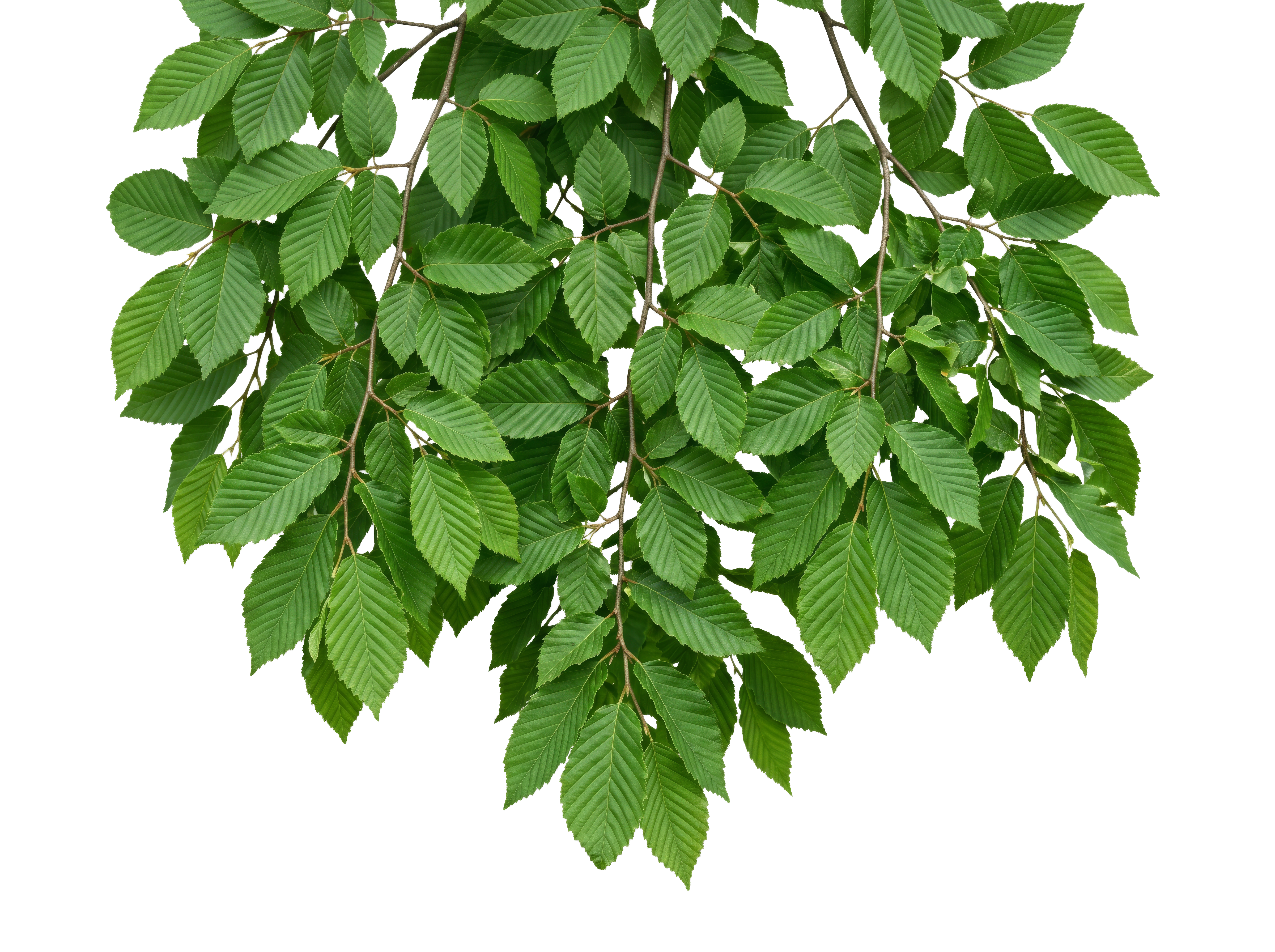 Foreground Greenery Overlays for Luminar | Marketplace(64)