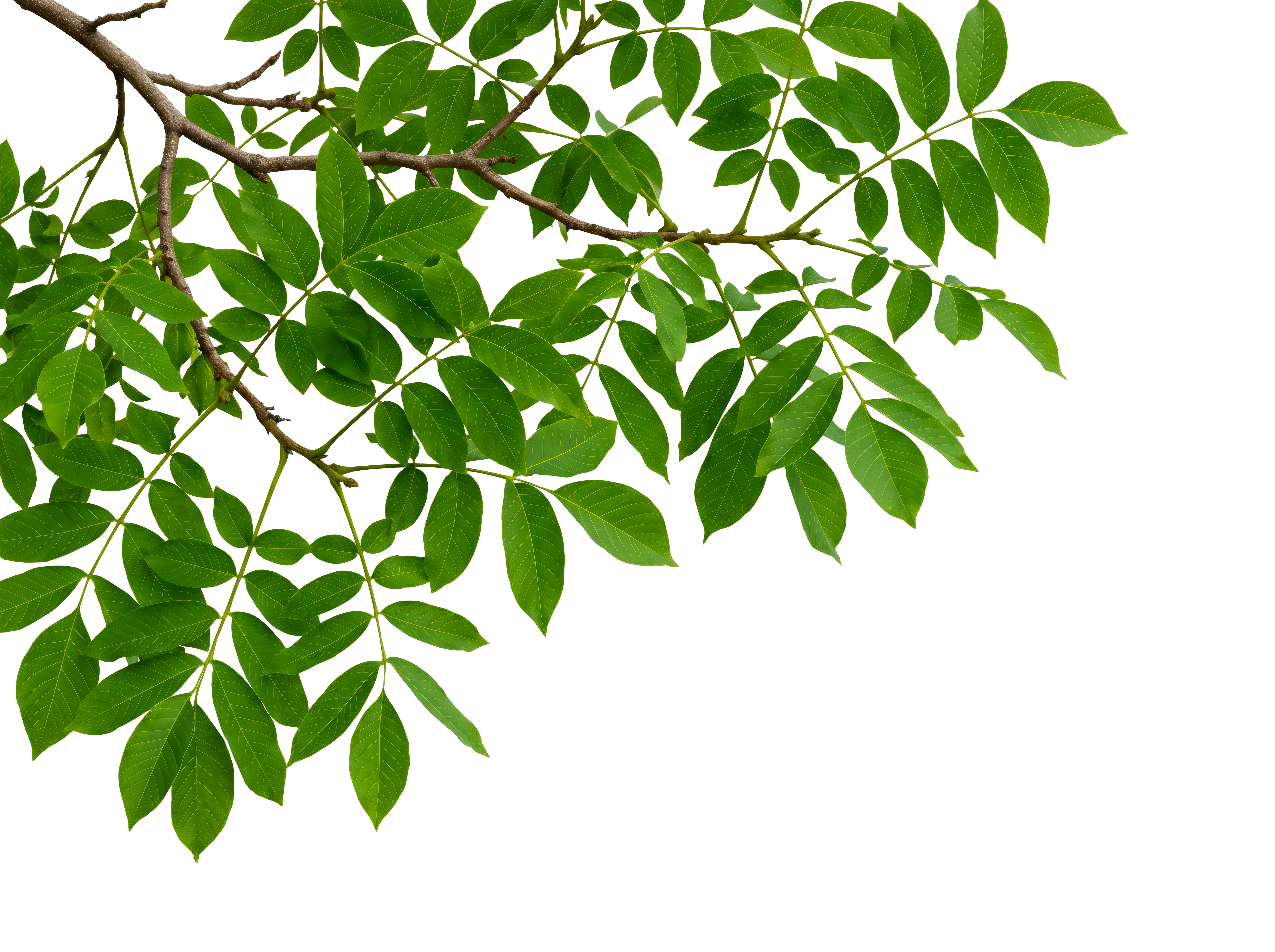 Foreground Greenery Overlays for Luminar | Marketplace(65)