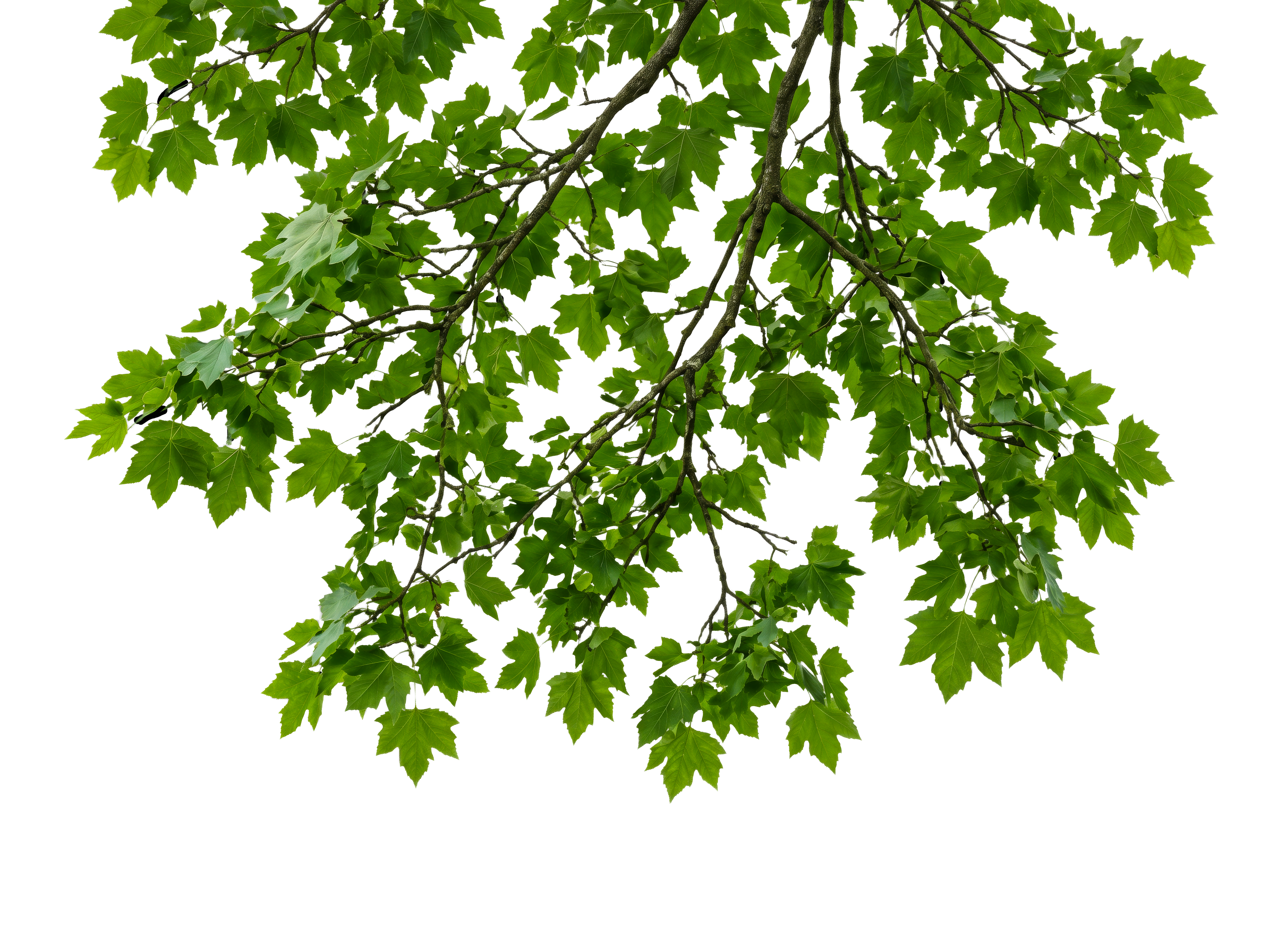 Foreground Greenery Overlays for Luminar | Marketplace(66)