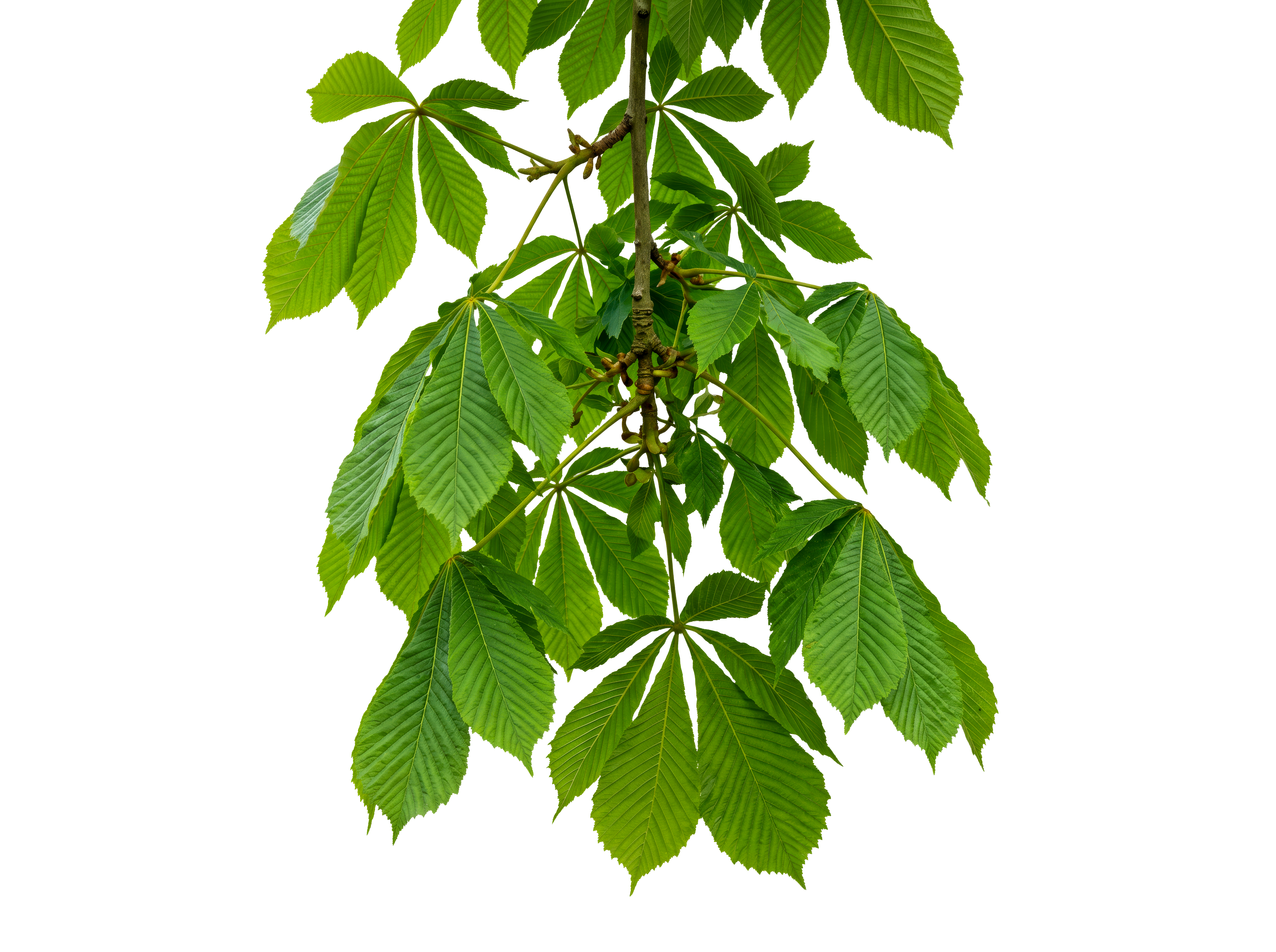 Foreground Greenery Overlays for Luminar | Marketplace(67)