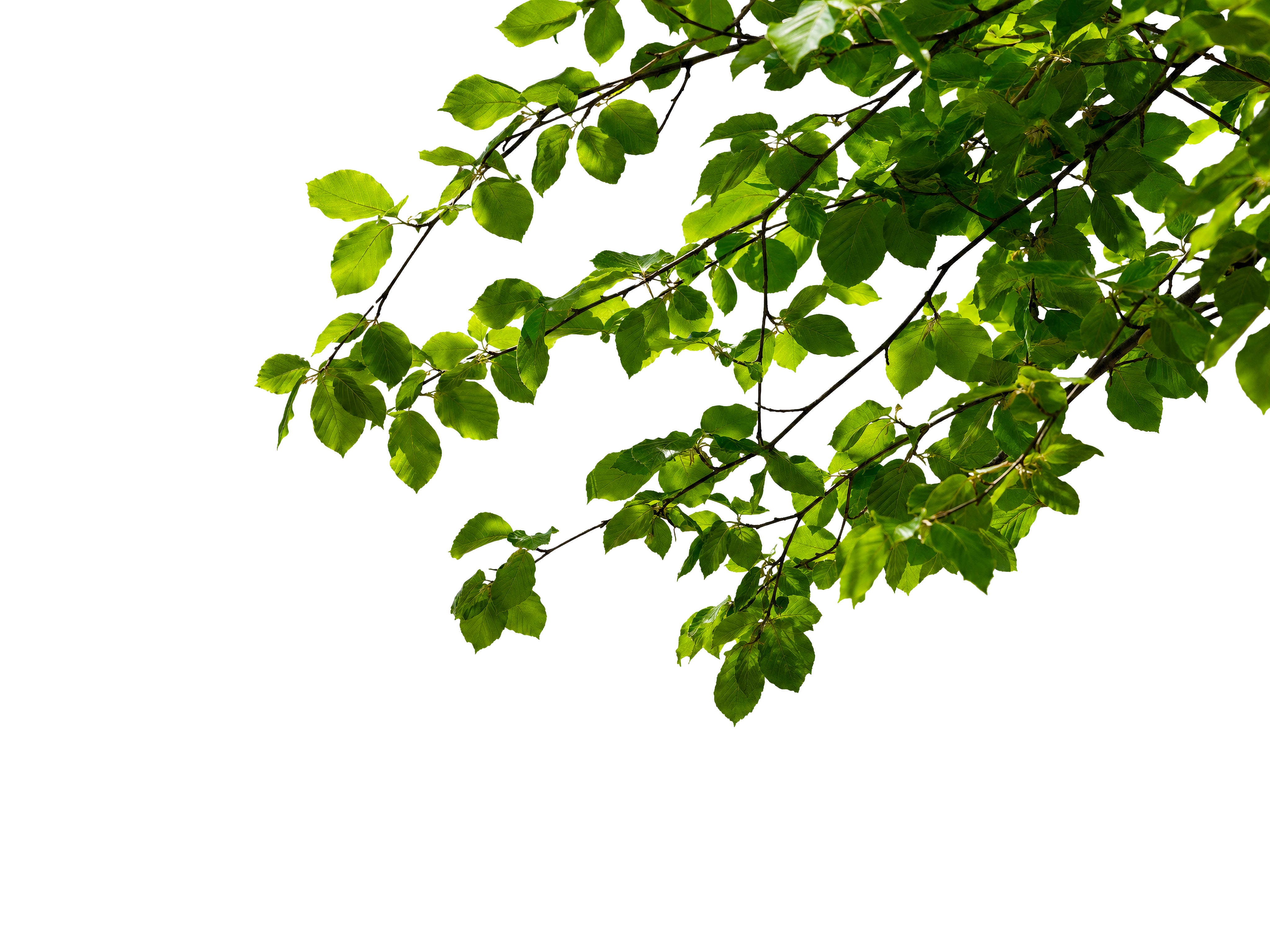 Foreground Greenery Overlays for Luminar | Marketplace(68)