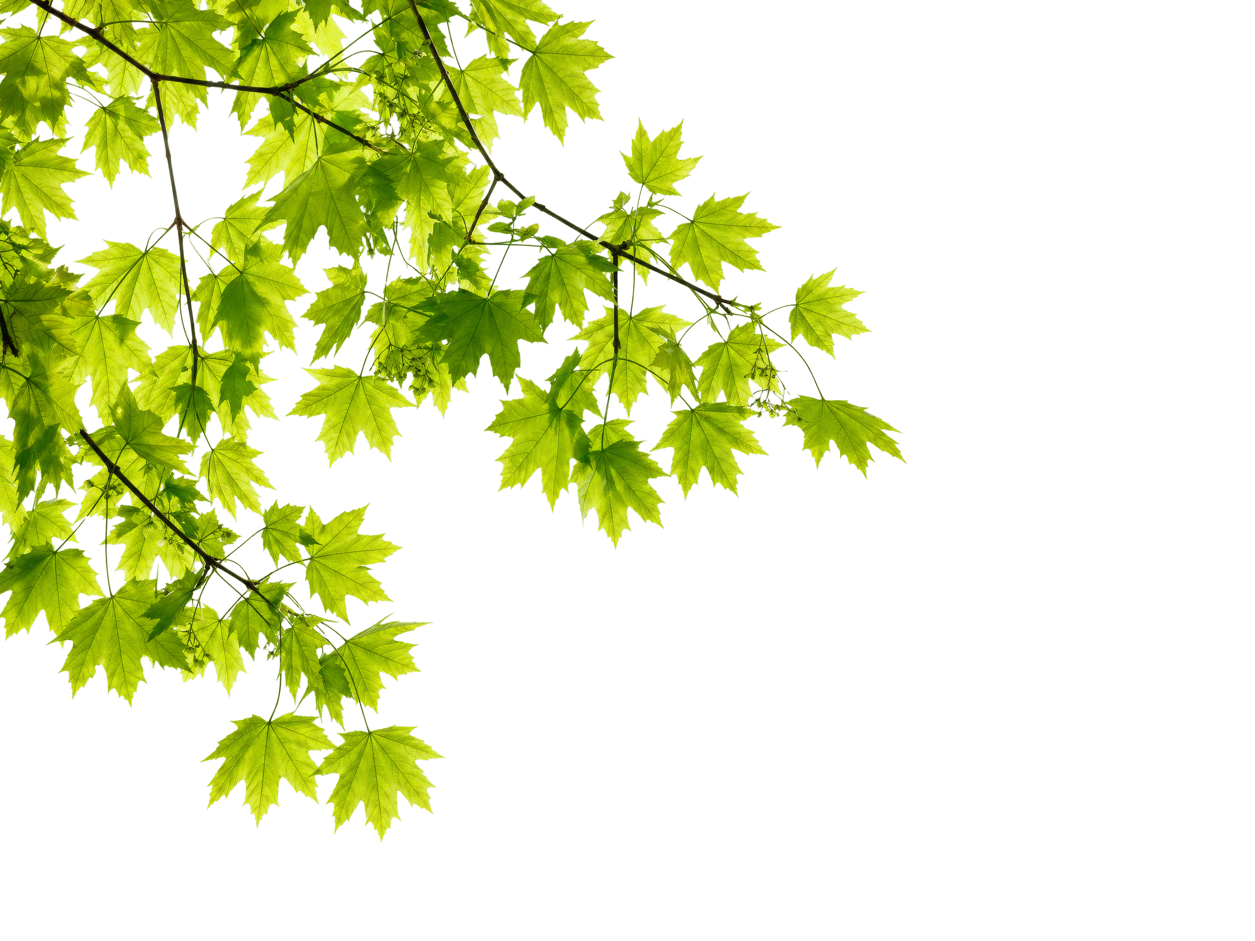 Foreground Greenery Overlays for Luminar | Marketplace(69)
