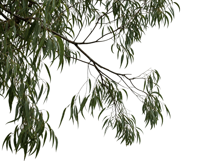 Foreground Greenery Overlays for Luminar | Marketplace(73)