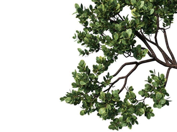 Foreground Greenery Overlays for Luminar | Marketplace(74)