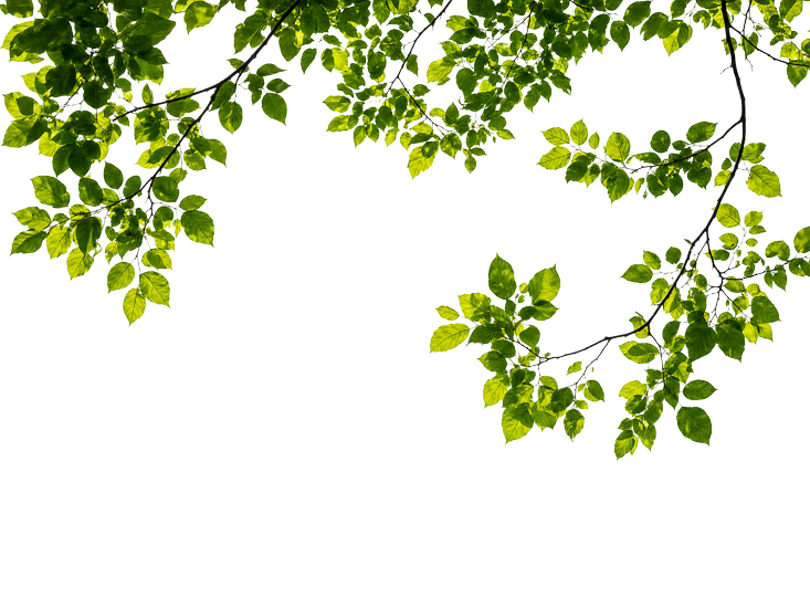 Foreground Greenery Overlays for Luminar | Marketplace(75)