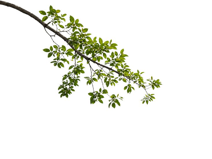 Foreground Greenery Overlays for Luminar | Marketplace(76)