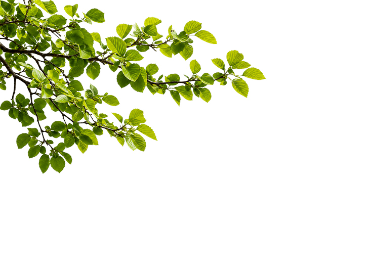 Foreground Greenery Overlays for Luminar | Marketplace(78)