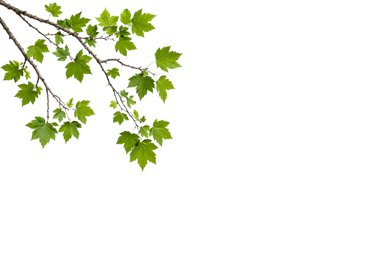 Foreground Greenery Overlays for Luminar | Marketplace(80)