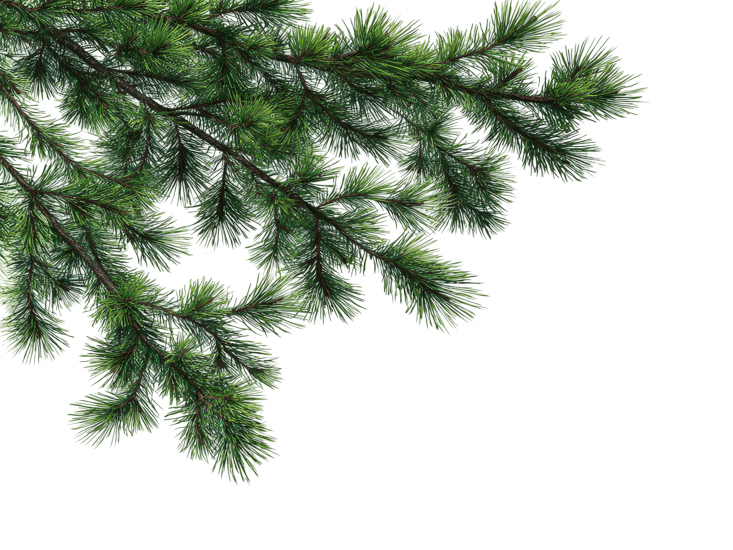Foreground Greenery Overlays for Luminar | Marketplace(82)