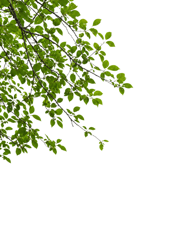 Foreground Greenery Overlays for Luminar | Marketplace(83)