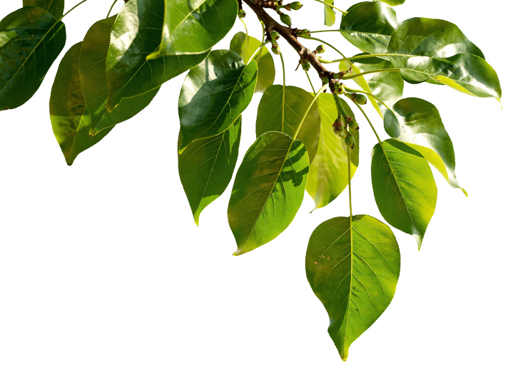 Foreground Greenery Overlays for Luminar | Marketplace(84)