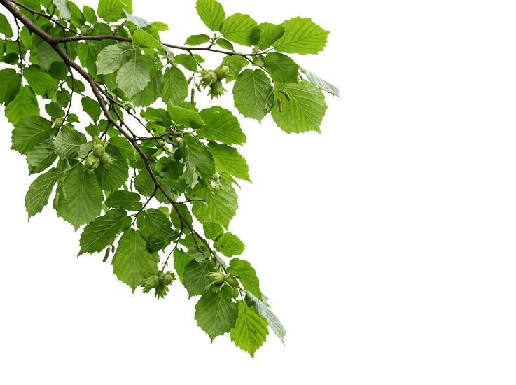 Foreground Greenery Overlays for Luminar | Marketplace(85)