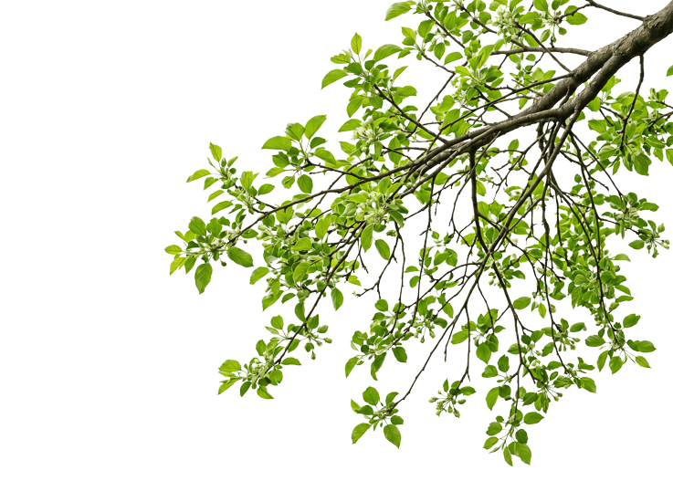 Foreground Greenery Overlays for Luminar | Marketplace(86)