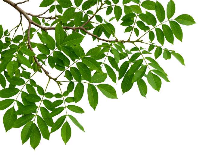 Foreground Greenery Overlays for Luminar | Marketplace(88)